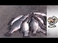 Sex for Fish - Kenya