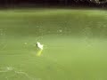 carp
