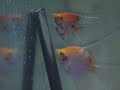 Puesta escalar sunset-koi