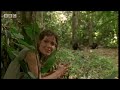 Chimpanzees' sophisticated use of tools - BBC wildlife