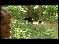 Chimpanzees\ Chimpanzees\