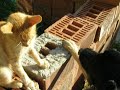 Armistitiu-Canis familiaris versus Felis catus(3)