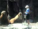 Walrus Training @ Six Flags Discovery Kingdom (part 2-upper)