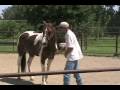 Gentle gaited trail horse in the round pen, buy a gaited horse for sale, training a foxtrotter
