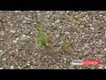 Green Roof