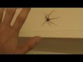 voil�, on �tait en train d�couter un air de synth� quand, tout d'un coup...
maraaaaaaaaam������ !
une araign�e grosse comme ma main accroch� au mur. un truc de fou.
une peur de dingue, et pour en rajouter une couche, michael qui �teind la lumiere et nous pousse dessus... xd
trop fort.

eso era en la casa, estabamos escuchando una musica de demo y,... una ara�a grande como mi mano aparece...
y cuando queriabamos matarla, se apaga la luz y... todo el mondo se puso a gritar...
a mi me gustaba esa ara�a pero... ahora esta muerta.

bueno, se puede oir mucho grito, la verdad es que no son grito de miedo, son grito para que los otros tienen miedo.... no se.. posible que si. hahaha 

les acteurs :
lolonai (moi) : le cameraman
alexsouch : celui qu tue l'araign�e
michou : celui qui crie comme un dingue.
saveix : celui qui fait une belle grimace (suite) (moins)