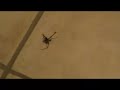 voil�, on �tait en train d�couter un air de synth� quand, tout d'un coup...
maraaaaaaaaam������ !
une araign�e grosse comme ma main accroch� au mur. un truc de fou.
une peur de dingue, et pour en rajouter une couche, michael qui �teind la lumiere et nous pousse dessus... xd
trop fort.

eso era en la casa, estabamos escuchando una musica de demo y,... una ara�a grande como mi mano aparece...
y cuando queriabamos matarla, se apaga la luz y... todo el mondo se puso a gritar...
a mi me gustaba esa ara�a pero... ahora esta muerta.

bueno, se puede oir mucho grito, la verdad es que no son grito de miedo, son grito para que los otros tienen miedo.... no se.. posible que si. hahaha 

les acteurs :
lolonai (moi) : le cameraman
alexsouch : celui qu tue l'araign�e
michou : celui qui crie comme un dingue.
saveix : celui qui fait une belle grimace (suite) (moins)