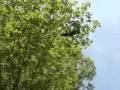 videos de Romancing the Swarm Two_0003.wmv