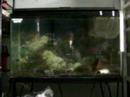 Corydora Aeneus spawning 1