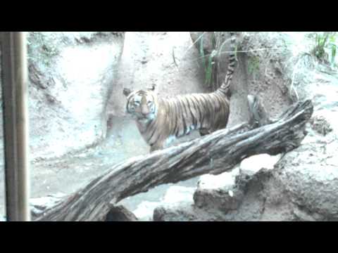 tiger %