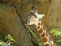 Philadelphia Zoo Giraffe Munching Philadelphia Zoo Giraffe Munching