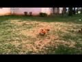 Bingo kickin it with his best friend Remy as Peewee tags along pt. 1