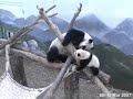 Lun Lun playing with Mei Lan - 6.03.07