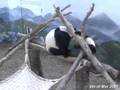 Lun Lun playing with Mei Lan - 6.03.07