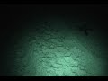 tracks-turtle-hatchlings-struggle-to-reach-the-sea.html