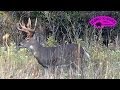 Rattling in BIG Whitetail Bucks November 5 ONLY on HawgNSonsTV