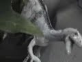 Primal Place 2: Death Poach Trailer Primal Place 2: Death Poach Trailer