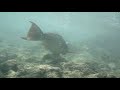 Hawaii 06 Part1_BadFish