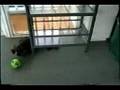 puppy Katy Rose and the wiggly giggly ball