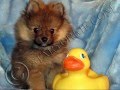 Tiny Teacup Yorkie, Maltese & Poeranian Puppies For Sale
