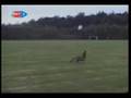 Sportif K�pek