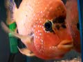 HYBRID CICHLID , red devil , red texas , green terror , ~green devil~