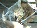 Bobcat