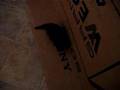 Cat Soccer