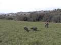 Hunting quail in Hellas with Gordon setter.