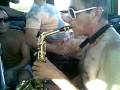 Il battagliero al sax Di alberto Legumi dell'Orchestra Spettacolo Souvenir Live Music