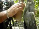 Ca�ada d mangue