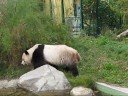 Long Hui, Fu Long\