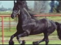 vidéo cheval
