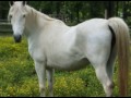 vidéo cheval