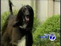 Healthbeat - Cancer Sniffing Puppies