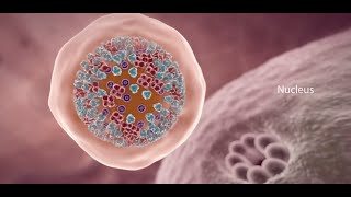 COVID-19 Animation: What Happens If You Get Coronavirus? Thumbnail