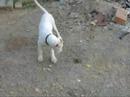 Dogo Argentino BAMBINA E RANA (Falchi Bianchi) Dogo Argentino BAMBINA E RANA (Falchi Bianchi)