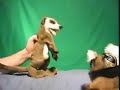 [Re-Up] Adventures in Meerkat Fisting!