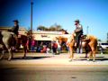 Horses in a parade