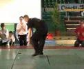 demo au gala des arts martiaux de nantes