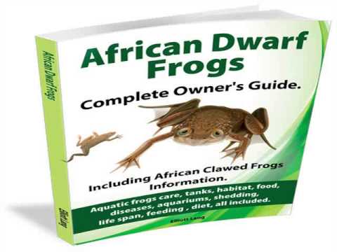 how to properly care for african dwarf frogs