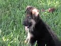 Southern Import K9 olitta and bismark puppies 8 weeks old field trip 2