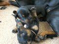 Dobermann Kennel Russkaja Mechta (I - litter)