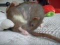 videos de Lola after Surgery
