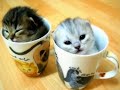 The Sweetest Pets! (: