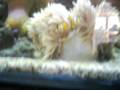 my clownfish my clownfish
