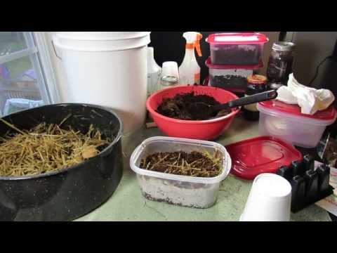 how to collect mycelium