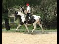 Zerro Under Saddle 17 Dec 2007-1