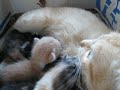 Gatinhos