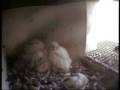 videos de Ringen_van_de_Slechtvalkjes_bij_AEB_Amsterdam.wmv